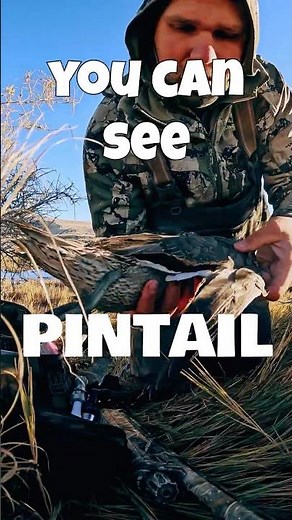 Northen Pintail Drake Breakdown! Utah's New Limit Explained.