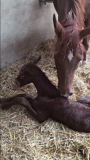 The first moments 🧡🥹 De eerste momenten tussen merrie en veulen. #horse #paard
