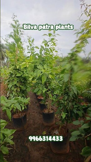 The Surprising TRUTH About Growing Bilva Patra Plants at Home