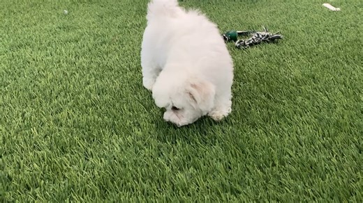 Bichon Frise puppy for sale