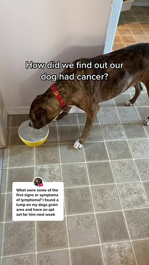 Recognizing Cancer Symptoms in Dogs: What to Look Out For