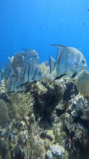 2K views · 18 reactions |  Put your fish identification skills to...