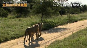 ＜無料放送＞地球のドラマはここにもある！ライオン兄弟の死闘から目が離せない！クライマックスに驚きの展開！このあと夜８時から「ディスカバリーチャンネル傑作選 未知の映像博物館」。（※放送本編では、ここではお見せすることができない刺激的な映像も含まれます） #bs11　#クライマックス | BS11 | Facebook