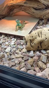 52K views · 8K reactions | This uromastyx lizard is very excited… to go to the Reptile Super Show on June 28-29 in Pomona, CA! And you should be too! Video from @markireptiles | Reptile Super Show | Facebook