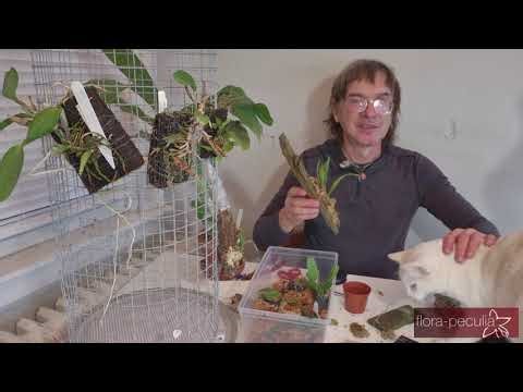 How to Grow & Care for Miniature Bulbophyllum Orchids (Complete Beginner Guide)
