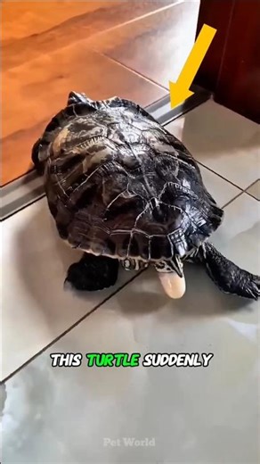 🐢🐣Cracked Egg Saved🌸… Baby Turtle Born 🥚 #shorts #turtle