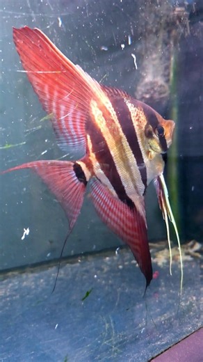 190K views · 6.8K reactions | Altum Orinoco | Sevilla Discus | Facebook