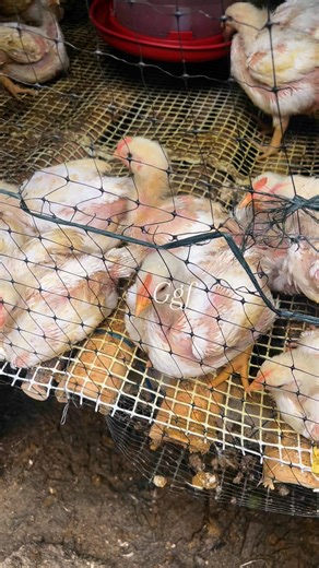 Los pollos de engorde tienen que tener buena ventilación #v #r #memes | Granja Gallinas Felices