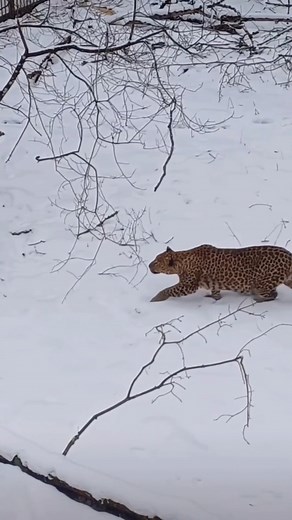295K views · 6.2K reactions | Amur leopard is the Rarest Big Cat on Earth #wildlife #wildlifephotography #wildanimals #amurleopard #leopard #animals #animallover #naturelovers #nature #naturephotography | Wild Wonders | Facebook