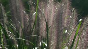 Ornamental grass in beautiful light, pennisetum alopecuroides, close up