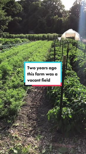 Starting a Successful Vegetable Farming Business