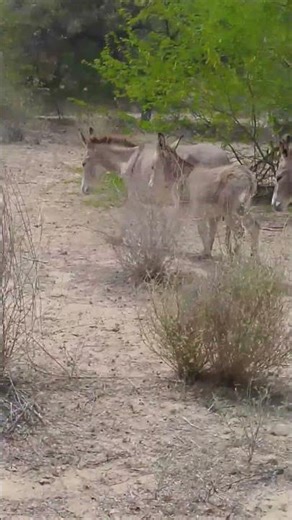 Donkeys meeting in forest🙈😱