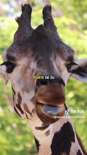 Datos interesantes sobre las jirafas