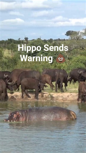 This Hippo Has a Clear Message 💩😳