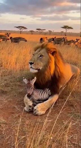The unexpected friendship or is Lion playing with his food?