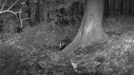 A successful Introducion to Animal Track & Sign course yesterday with some great sign (indications animals have been around) and tracks located around the site. The camera and large track traps all worked well. This young badger was obviously spooked a little by the PIRs on the camera which enable the night filming but pretty quickly it was joined by a second one. Hare, Squirrel, Wood Pigeons, Robin, Mouse & Centipede also triggered and video caputred 😃 #naturelovers #wildlife #bushcraft #menta