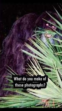 The Myakka Skunk Ape! #fyp #trending #facts