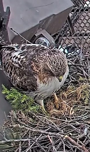 Urban Landing: Hawk Returns to Its Nest