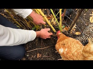 Sunchokes - Incredibly Productive perennial food