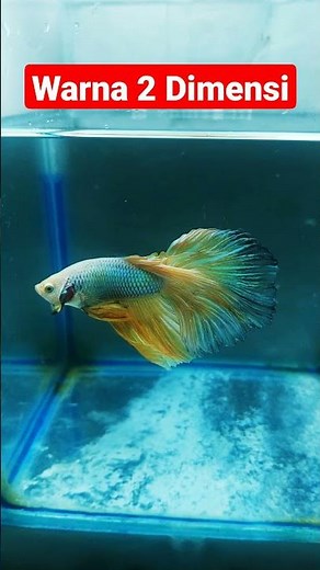 Penampakan ikan cupang unik dan langka Halfmoon warna 2 dimensi