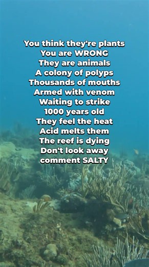 Sea Fans - The Predator You Mistook for a Plant