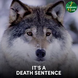 307K views · 2.8K reactions | Majestic Gray wolves almost went extinct due to hunting, trapping, and habitat loss but were saved due to government protections. Now, the government wants to take those much-needed protections away! Sign the petition to demand that these innocent wolves are protected forever! | Care2 | Facebook