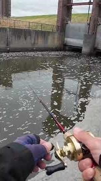 【荒川温排水】まじフッキング #バス釣り #釣り #fishing #bassfishing