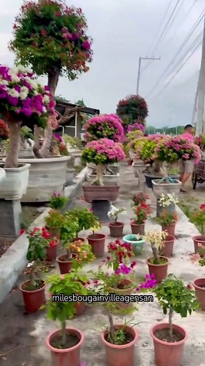 how to sell bougainvillea