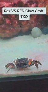 Now this has to be the best one hitter quitter. I've seen We haven.#mantisshrimp #permitonfly #permit #flytying #bonefishflies #permitflies #saltwaterflyfishing #flyfishing #bonefishonfly #crabflies #streamartdesigns #bonefish #tarpon #tarpononfly #tarponflies #saltwaterflies #streamartcompany #flatsfishing #catchandrelease #flyfishingtravel #omanicrab #snookonfly #crabyflex #shrimpflies #triggerfishflies #snookflies #bandidocrab #shrimp #nanocrab #macro | Mantis Shrimp