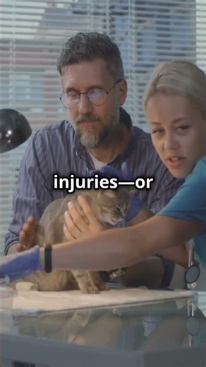 Can Cats Get Hernias Like Humans? Surprising Facts! #shorts