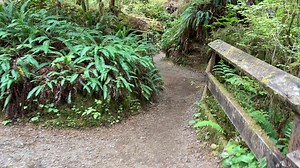 44K views · 1.5K reactions | A Walk through the Quinault Rainforest WA | Wandering Out Yonder | Facebook