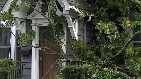 Heavy rain and wind leave tree destruction as storms roll through