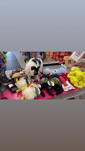 Professional Toy Tester! | Classic Chronicles