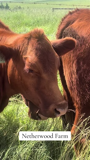 Netherwood Farm on TikTok