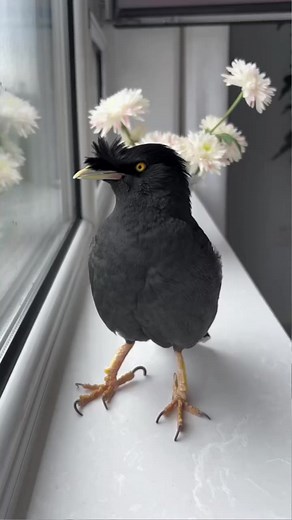 WOW! Myna so talented ❤️✨ #animals #pet #singbird #birdsspeak #birds #commonhillmyna #love #會說話的鳥 #birding #animal #breakbird #birdsbecometheessence #talkingbird #reelsfb #birdsofinstagram #birdwatching #birdssotalented #birdsarefine | Daily Birds