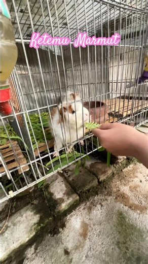 Kalila Meets a Cute Marmot #kidsplay #kidsvlog #kids