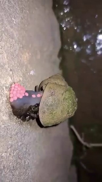 59K views · 108 reactions | The snail can lay over 100 eggs in 30 seconds | Sri Parisaramma Agri Solution | Facebook