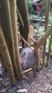 Bogul gid libre na Ang sudan | Jomar Awanon