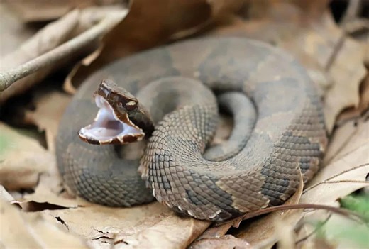 The Parts of America With the Most Dangerous Snakes
