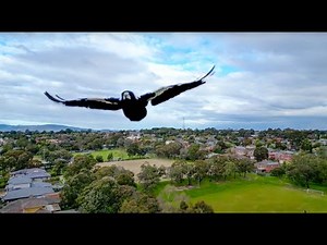Dji Mini 3 Pro - Bird Strike by Crow and Magpie 2
