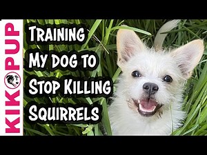 STOP killing squirrels - Cloud's Story - Predation Dog Training