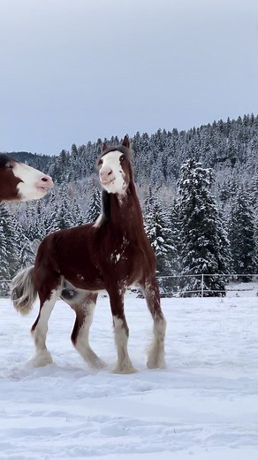 Clydesdale Boys Playing in the Snow