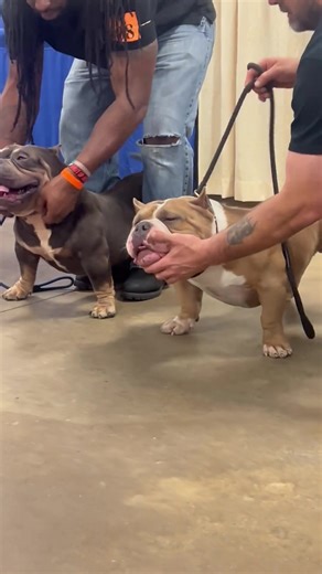 61K views · 4.3K reactions | Iceburg Bullies Oscar vs Muscletonebullys King Kong Friendly Stack Off!!  Chevy Williams | The Bully Broadcast | Facebook