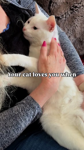 10K views · 21K reactions | Does your cat do any of these? ❤️ #favoriteparent #cats #catfacts #tuxedocat #whitecat #graycat #tabbycat #blackcat #feline #felinefriends #catmom #catdad #catparents #petsofig #instacat #ilovecats #meow | The Cat Crew | Facebook