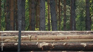 Logging Industry Transport Vehicle Crane Loading Tree Log In Cargo. Crane Harvesting Wooden Logs To Cargo Of Logging Transport Machine In Forest. Cargo Crane Of Logging Vehicle Stacking Pine Logs