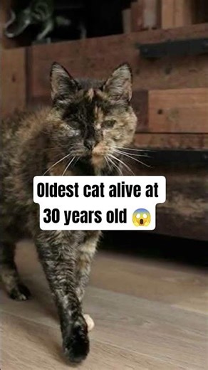 30 Years Old?! Meet Flossie, the World’s Oldest Living Cat 🐾#viralcats #worldoldestcat#flossie