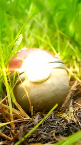 A Pokemon Catch Attempt in Real Life