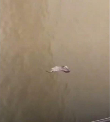 Fish EXPLODES #fishing #funny #memes #tiktok #explode