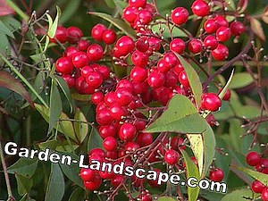 Garden Practice: Ornamental Shrubs With Edible Berries - My Beautiful Garden | 2025