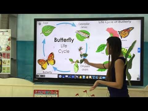 Butterfly life Cycle :Kinder E-learning Science Lesson